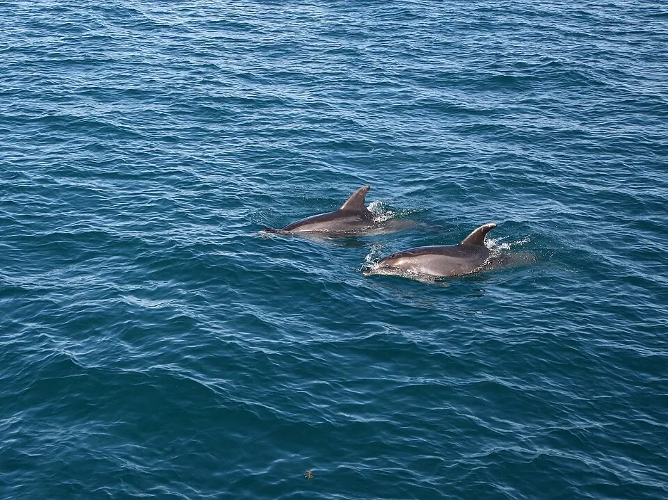 Photograph of Bay of Islands, New Zealand
