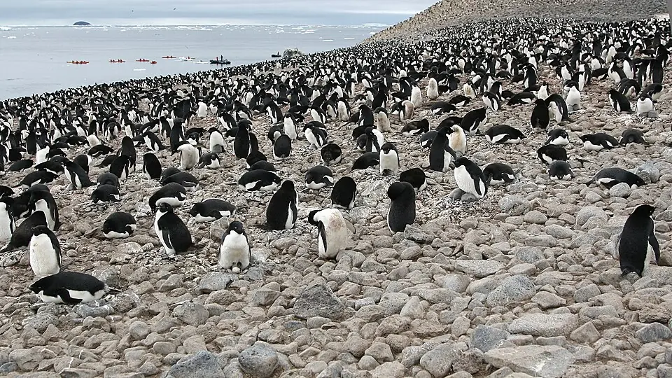 Photograph of Paulet Island, Antarctica